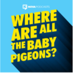 Where are all the baby pigeons